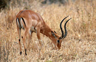 Antilope dans la brousse en Tanzanie