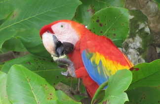 ornithologie, faune, observation, oiseaux costa rica
