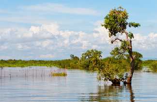 arbre dans l'eau au Cambodge