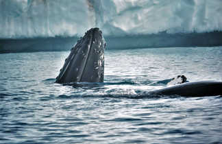 Baleines à bosses au Groenland