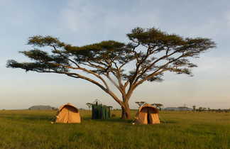 Bivouac privatisé sous un acacia au Serengeti en Tanzanie