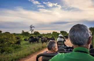 Buffles pendant un safari en Afrique du Sud