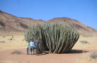 Cactus Euphorbia en Namibie