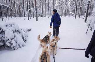 Cani-randonnée en Laponie, Finlande