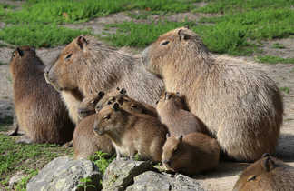 Capybara au Pérou