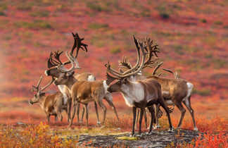 Caribou dans les rocheuses en automne au Canada.