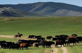 Cavalier à cheval dirigeant un troupeau de yaks, Mongolie