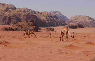 Chameaux dans le désert du Wadi Rum en Jordanie