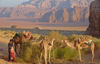 chameaux désert wadi rum