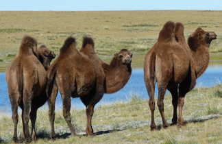 chameaux en Mongolie