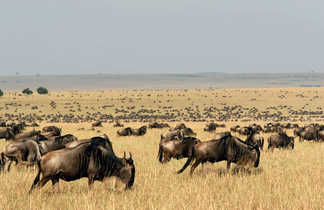 Champs de gnous dans la savane au Kenya