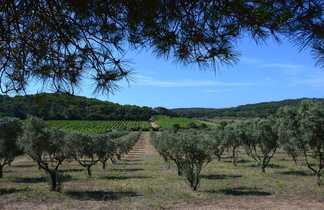 Champs d'oliviers lors d'une randonnées sur l'île de Porquerolles