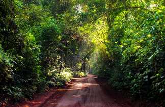 Chemin en terre rouge au millieu du vert de la forêt du parc national Iguazu, entre Brésil et Argentine