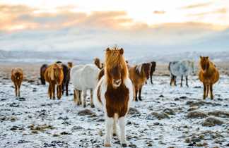 Chevaux islandais, voyage en Islande printemps