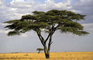 Cliché de l'acacia isolé dans la savane africaine peu arborée, ici le Serengeti