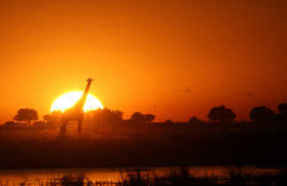 coucher de soleil Okavango Moremi Botswana Girafe
