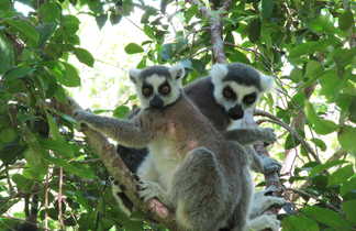 Couple de lémuriens à Madagascar