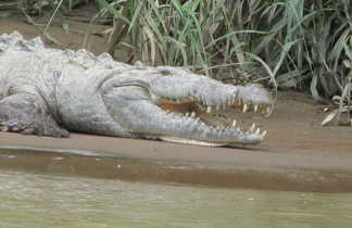 Crocodile au Costa Rica