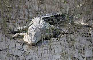 crocodile dans le Mont Santubong en Malaisie