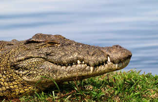 Crocodile sauvage dans la savane
