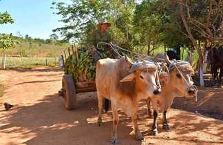 Cubain revenant des champs à Vinales, en charrette tirée par des bœufs