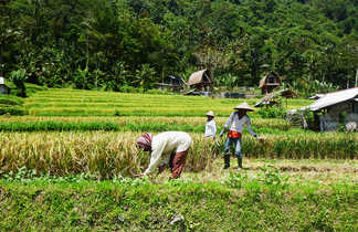 Indonésiens cueillant le riz