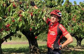 Cycliste dans les cerises vers Auxerre