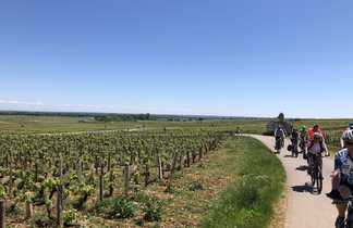 Une Groupe des cyclistes entre les vignes en bourgogne sud