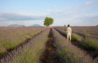 Dans le champs de lavande en Provence