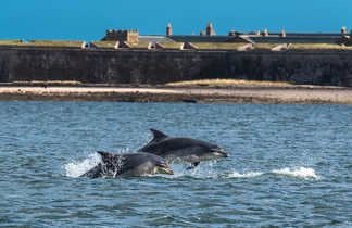 Dauphins observés dans la mer près d'Inverness en Ecosse