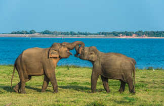 Des éléphants sauvages se battent dans le parc national Kawudulla à Polonnaruwa, Sri Lanka