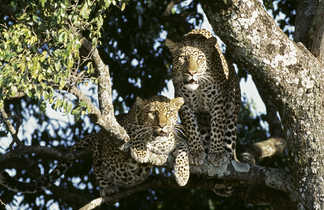 Deux jaguars dans un arbre en Tanzanie