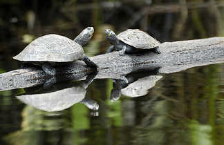 Deux petites tortues qui se font face