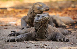 Dragons de Komodo sur l'île de Rinca