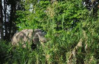 Elephant à Ulumudah