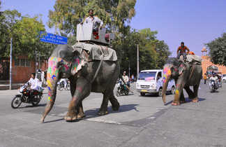 Elephant dans les rues de Jaipur au Rajasthan en Inde