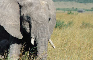 Éléphant dans une réserve naturelle en Tanzanie