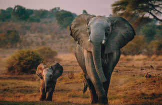 Éléphanteau avec sa maman au Botswana