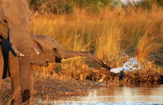 Éléphanteau dans la savane