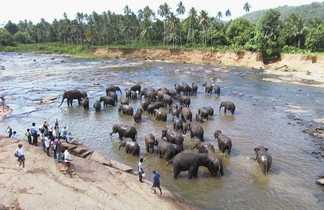 Elephants à Pinnawela