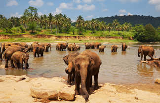 Eléphants au Sri Lanka