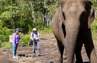 Eléphants dans le Mondolkiri Cambodge