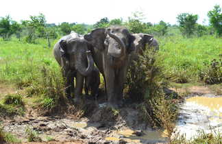 Elephants-dans-le-Parc-d'Udawalawe-Sri-Lanka