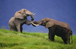 Elephants dans le Parc naturel de Manyara en Tanzanie