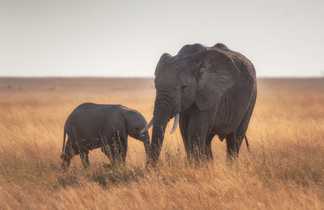 Eléphants dans une réserve naturelle en Tanzanie