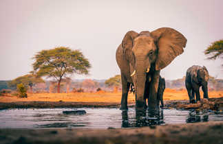 Éléphants qui boivent à Bodumatau au Botswana