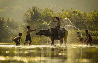 Enfants jouant dans l'eau et buffle au Vietnam