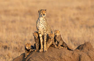 Famille de guépard dans le parc Serengeti