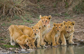 Famille de lions au Kenya