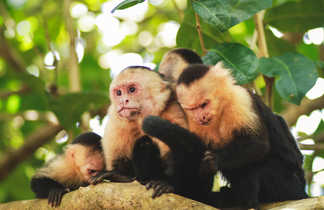 famille de singes capucins au Costa Rica